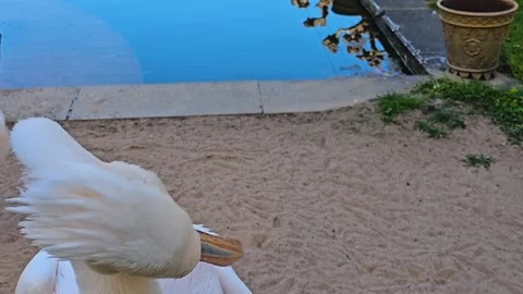 Close up of pelican Stock Footage 275556671