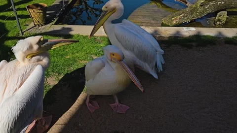 Close up of pelican Stock Footage 275556738