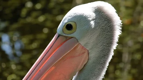 Close up pelican head 스톡 동영상 140950873