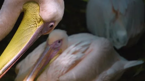 Close up of pelican head  Stock Footage 246548348