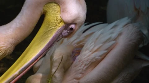 Close up of pelican head Stock Footage 246591716