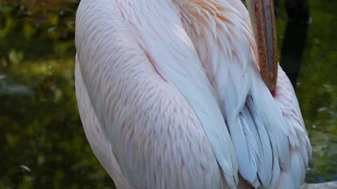 Close up of pelican head Stock-Footage 266671940