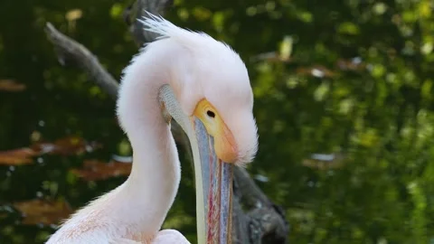 Close up of pelican head  Stock Footage 266680330