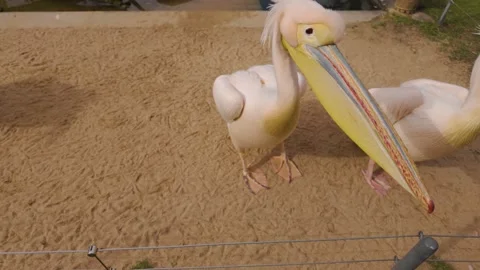Close up of pelican head  Stock Footage 267690748