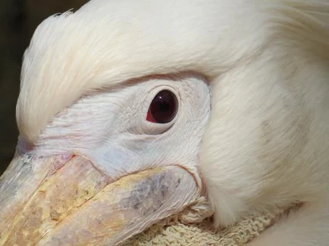 Close-up of pelican head Stock Photos