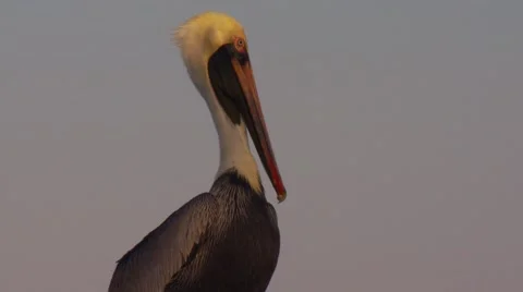 Close-up of pelican perching Stock Footage 61085315