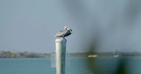 Close up of Pelican Sitting on dock on tropical island 库存影片 146475894