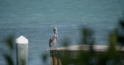 Close up of Pelican Sitting on dock on tropical island Stock-Footage 146475908