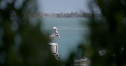 Close up of Pelican Sitting on dock on tropical island Видео 146475915