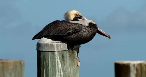 Close up of Pelican Sitting on dock on tropical island Stock Footage 146475972