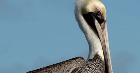 Close up of Pelican Sitting on dock on tropical island Stockbeeldmateriaal 146475975