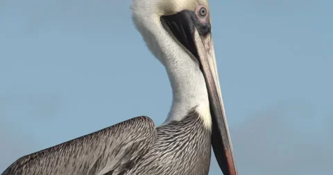 Close up of Pelican Sitting on dock on tropical island 스톡 동영상 146475987