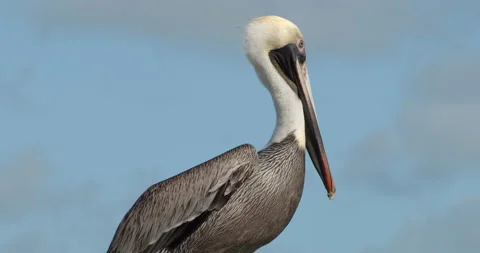 Close up of Pelican Sitting on dock on tropical island 스톡 동영상 146476003