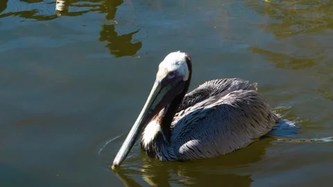 Close up of pelican swimming Stock Footage 274586207
