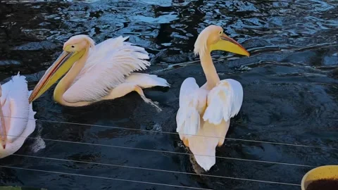 Close up of pelicans in autumn Stock Footage 297545697