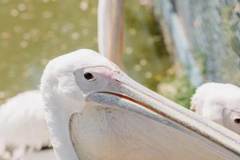 Close-up of a pelican's face looking at the camera Stock Photos