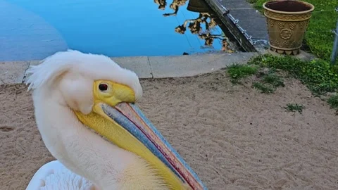 Close up of pelicans Stock Footage 272433890