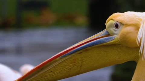 Close up of pelicans head  Stock Footage 144600871