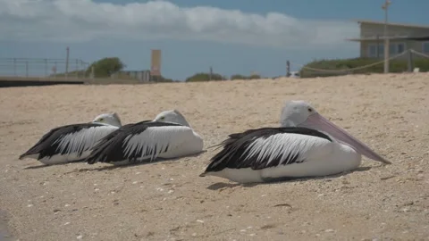 Close-Up of Pelicans on Monkey Mia Beach – Western Australia Stock Footage 316225529
