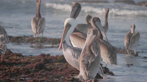 Close Up of Pelicans Resting on the Rocks at Moss Beach, CA Stock Footage 167719966