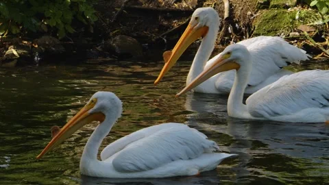 Close up of pelicans swimming Stock Footage 253556247