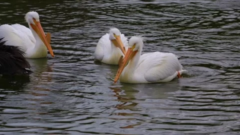 Close up of pelicans swimming  Stock Footage 274568653