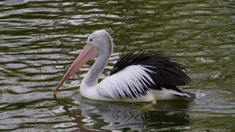Close up of pelicans swimming  Stock Footage 274577196