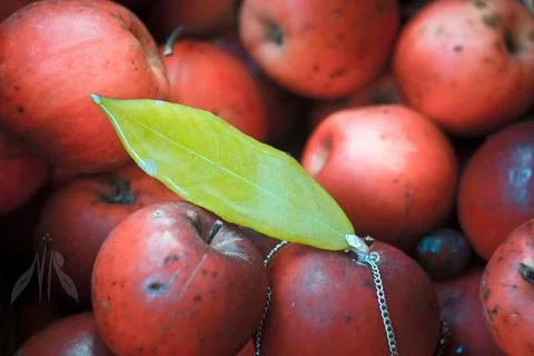 Close up pendant with willow leaf on apples concept photo Stock Photos