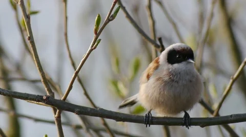 Close up of Penduline tit moving and calling Vidéo 43217572
