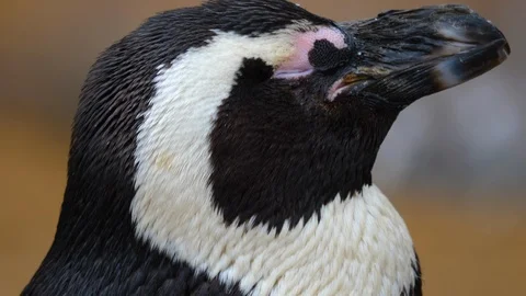 Close up of penguin Stock Footage 121812063