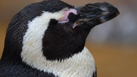 Close up of penguin Video stock 121812221