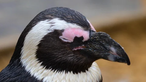Close up of penguin Video stock 121812461