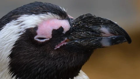 Close up of penguin Stock Footage 121812649