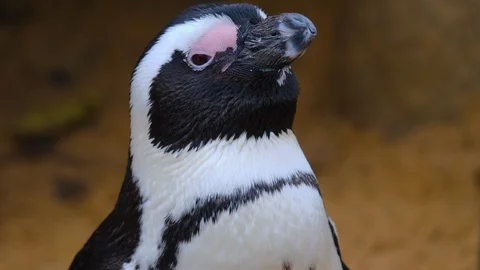 Close up of penguin Stock Footage 121812859