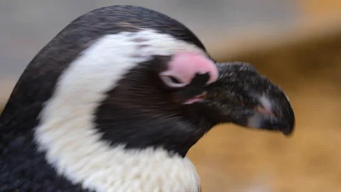 Close up of penguin Stock Footage 121812926