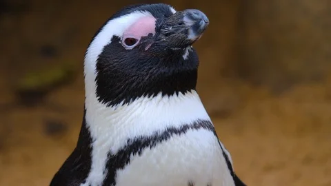 Close up of penguin Video stock 121813107