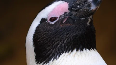 Close up of penguin Video stock 121813659