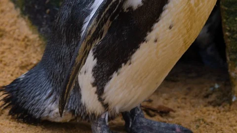 Close up of penguin Stock Footage 121813999