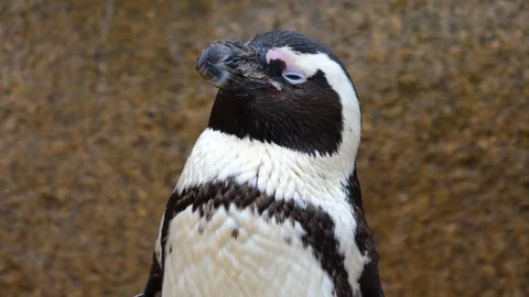 Close up of penguin Stock Footage 121816829