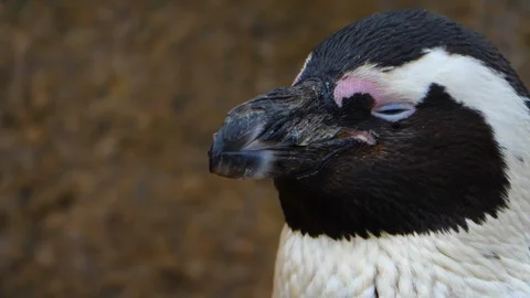 Close up of penguin Video stock 121816889