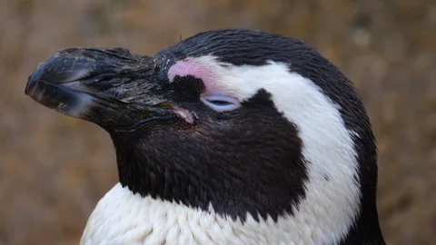 Close up of penguin Stock Footage 121842233