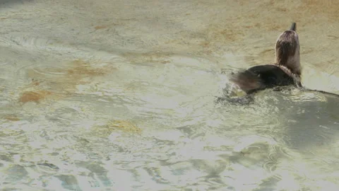 Close up of  penguin Stock Footage 131395454