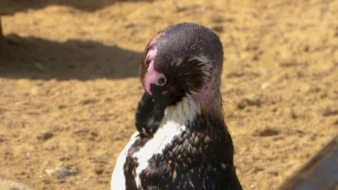 Close up of  penguin Stock Footage 131395458