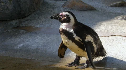 Close up of  penguin Stock Footage 131395628