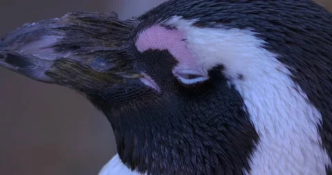 Close up of penguin Stock Footage 134911579