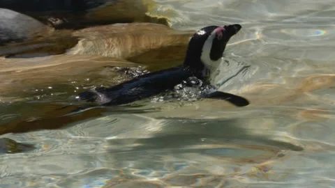 Close up of penguin Stock Footage 135041824