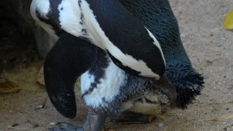 Close up of penguin Stock Footage 135591158
