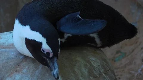 Close up of penguin Stock Footage 135817012