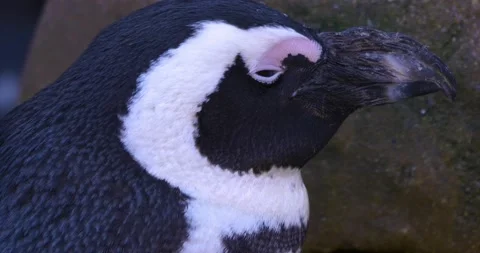 Close up penguin head Stock Footage 134912275