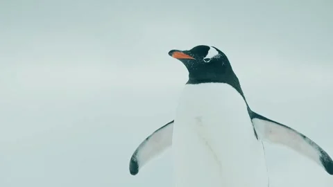 Close-Up of a Penguin Observing Its Surroundings Stock Footage 315094501